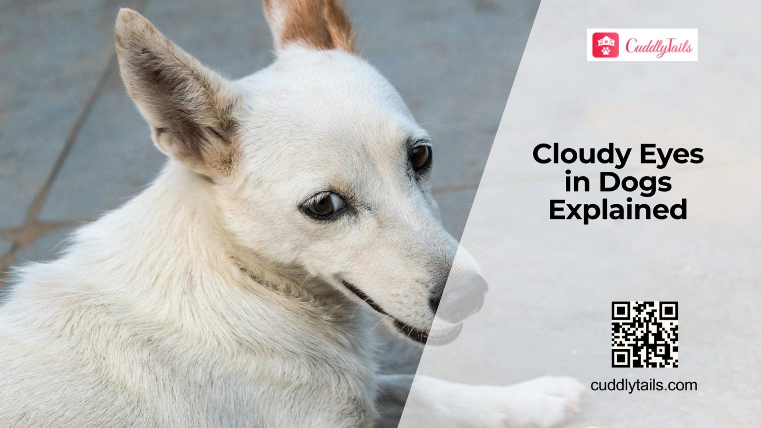 What Does Cloudy Eyes in Dogs Indicate - Cuddlytails