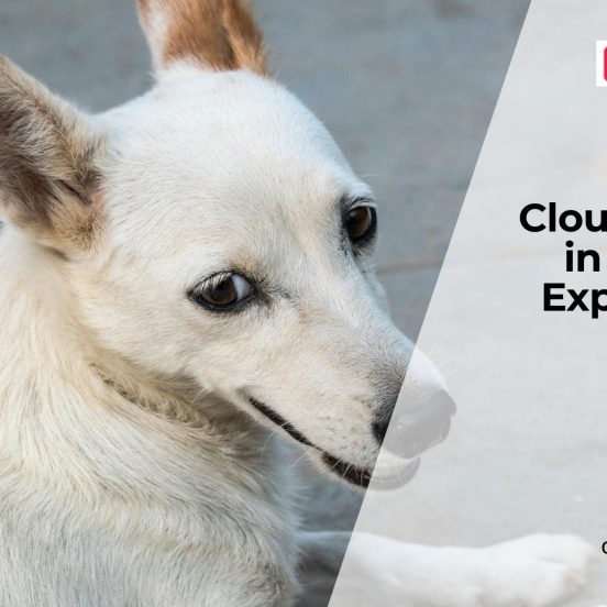 What Does Cloudy Eyes in Dogs Indicate