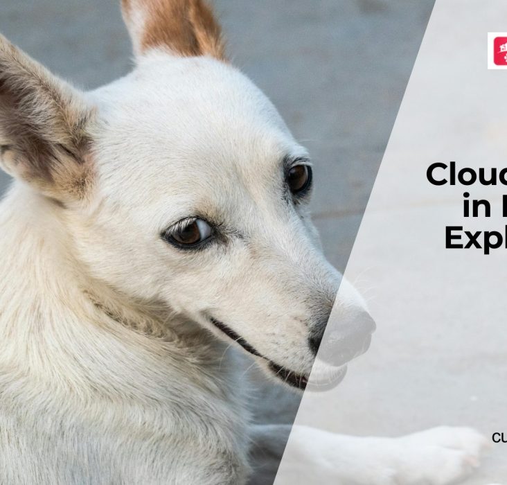 What Does Cloudy Eyes in Dogs Indicate