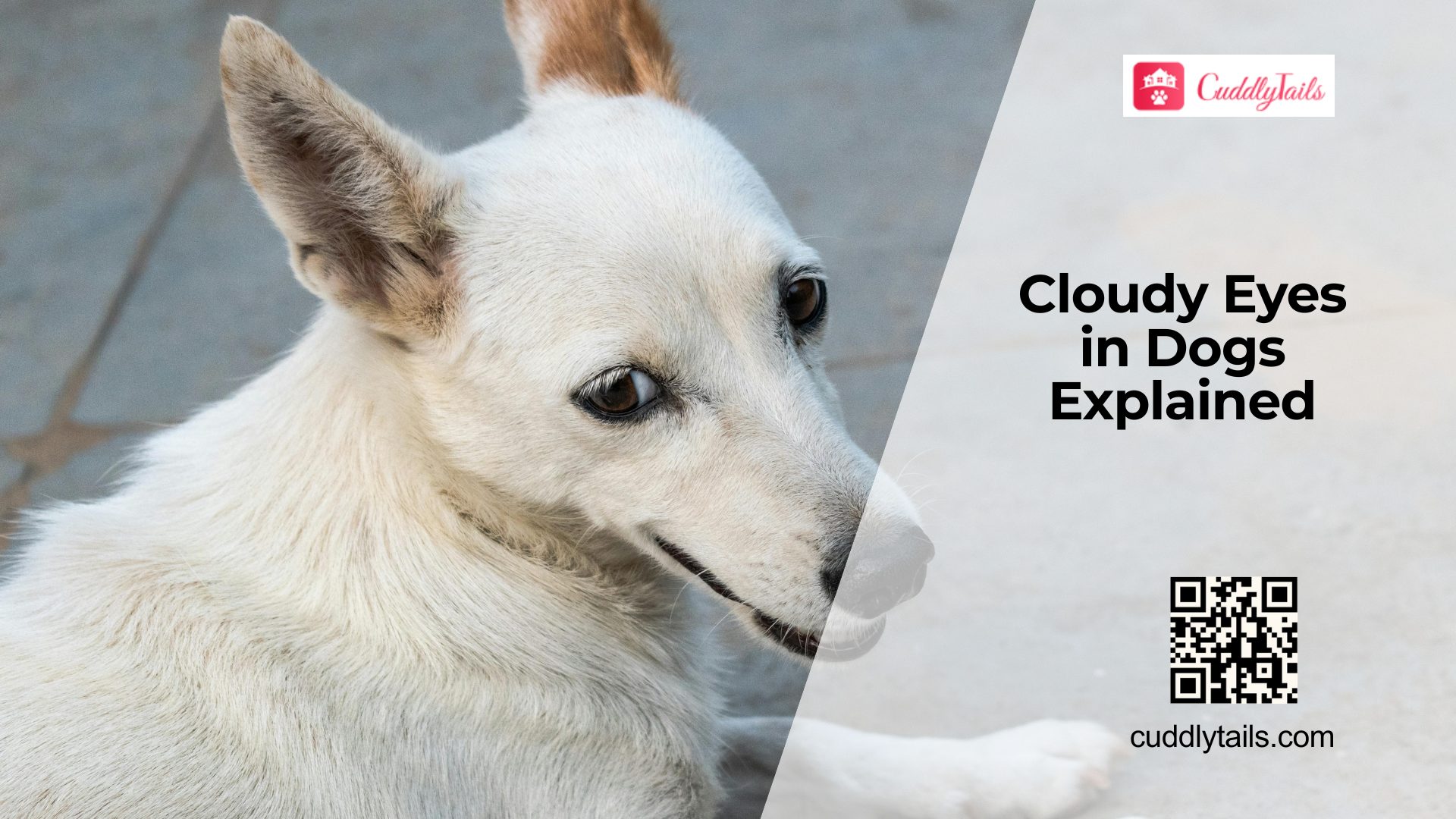 What Does Cloudy Eyes in Dogs Indicate