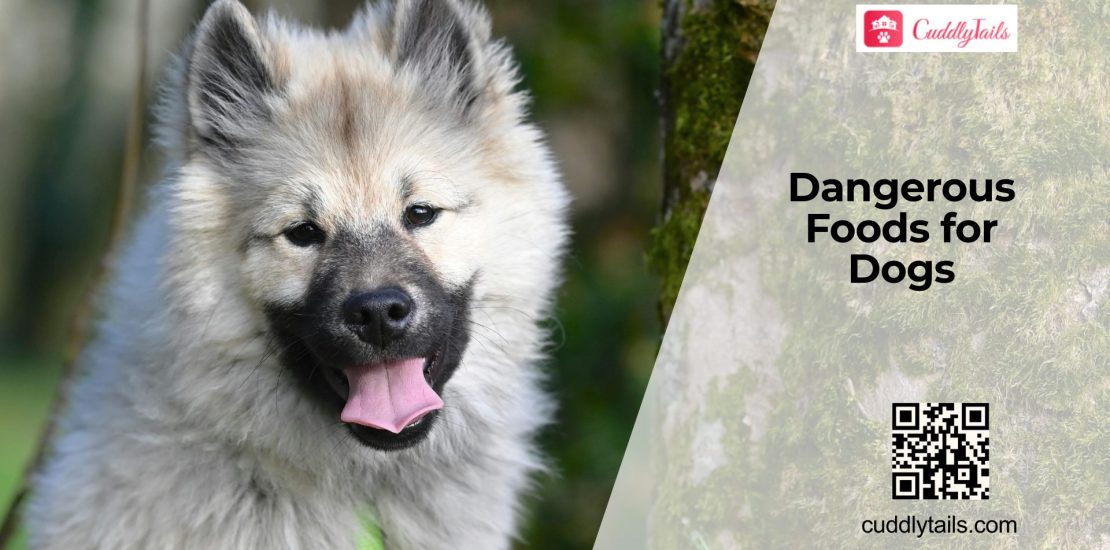 Foods Dogs Should Never Eat