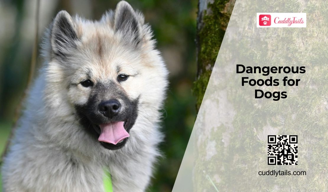 Foods Dogs Should Never Eat