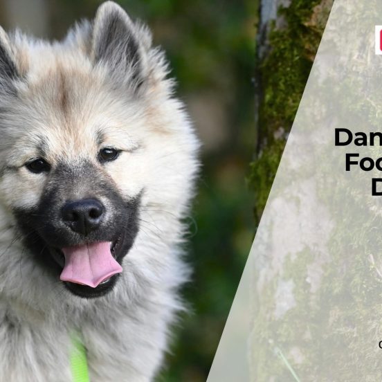 Foods Dogs Should Never Eat