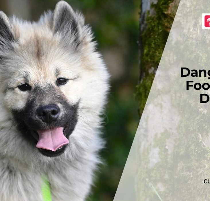 Foods Dogs Should Never Eat