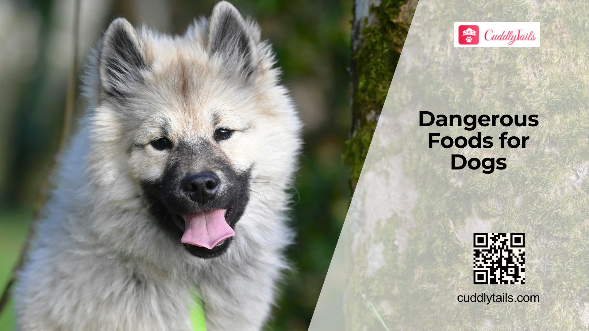 Foods Dogs Should Never Eat