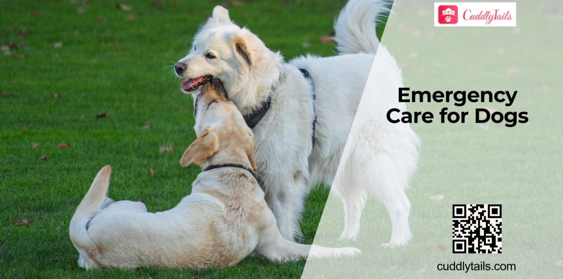 How to Handle Injuries in Dogs