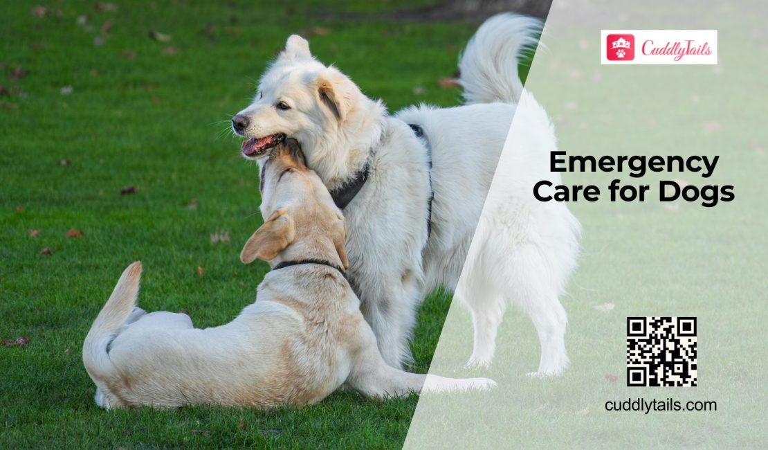 How to Handle Injuries in Dogs