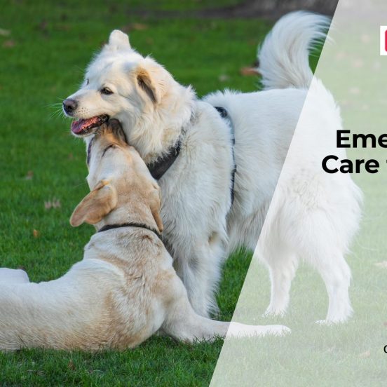 How to Handle Injuries in Dogs