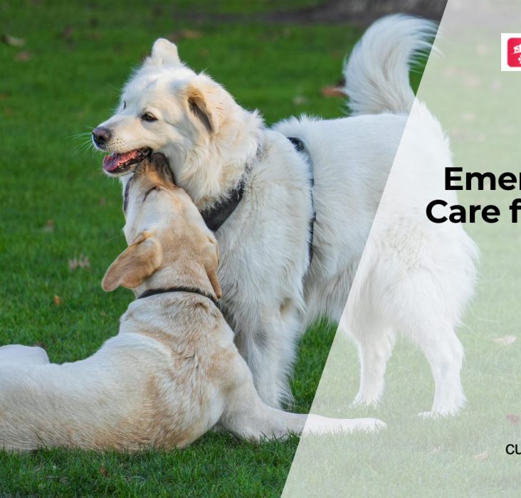 How to Handle Injuries in Dogs