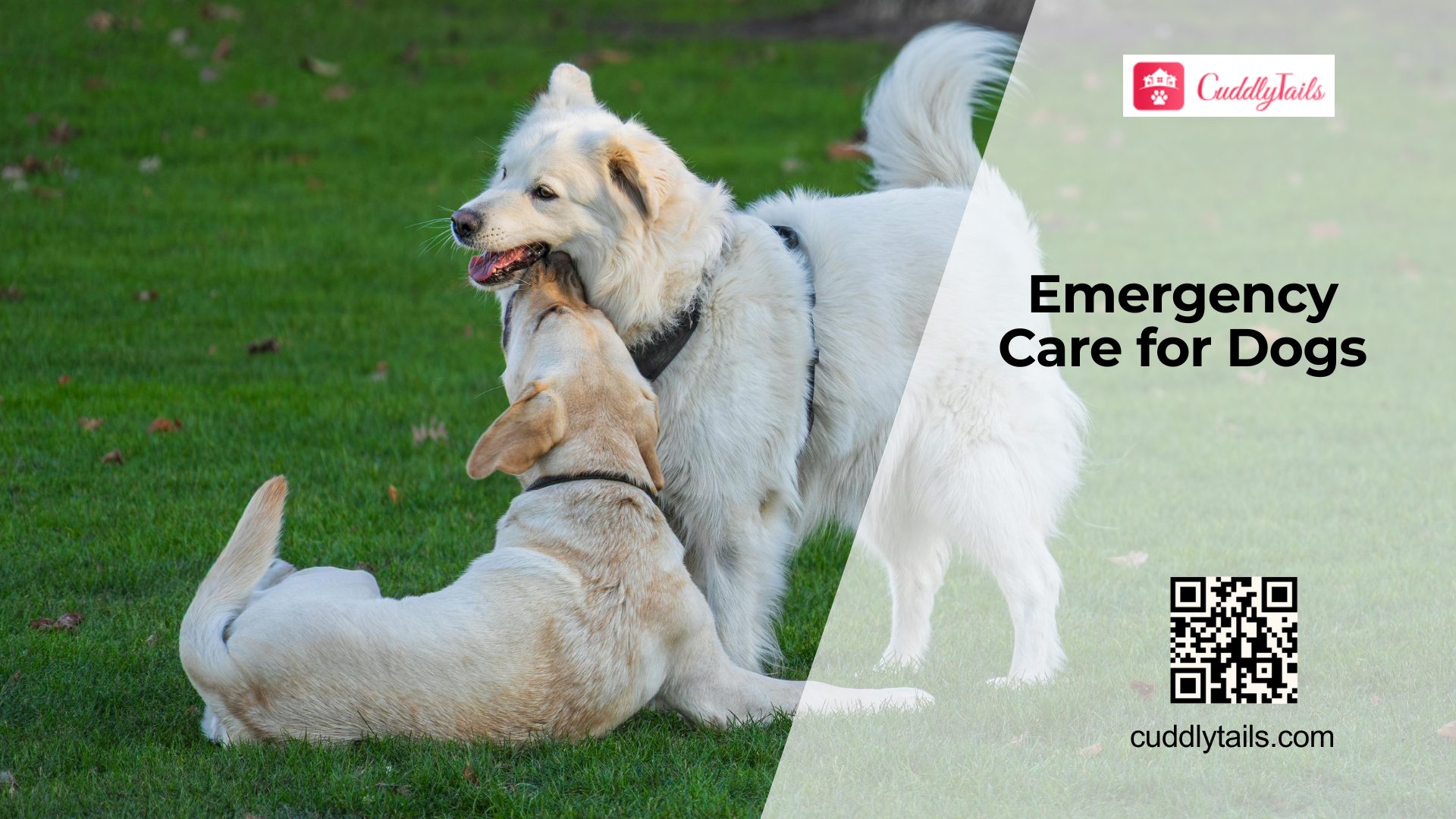 How to Handle Injuries in Dogs