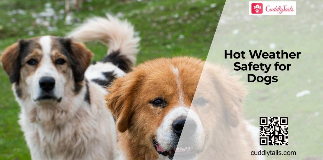 Keeping Dogs Safe in Hot Weather