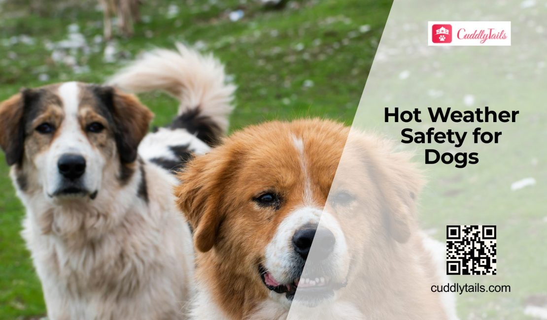 Keeping Dogs Safe in Hot Weather