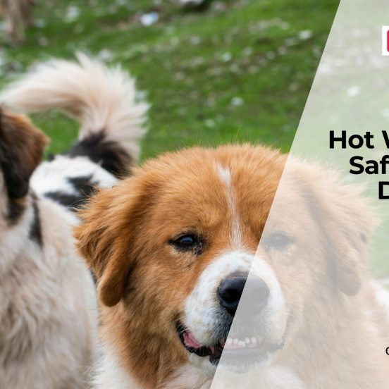 Keeping Dogs Safe in Hot Weather