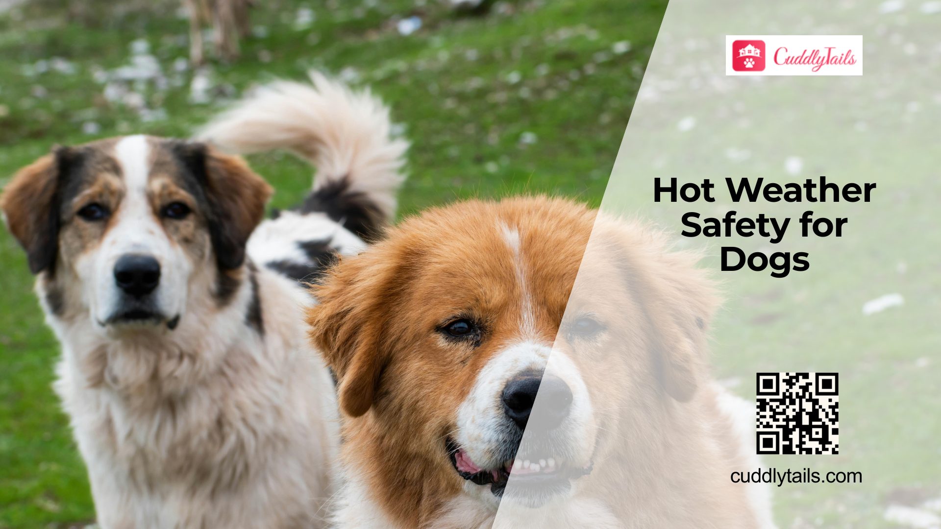 Keeping Dogs Safe in Hot Weather