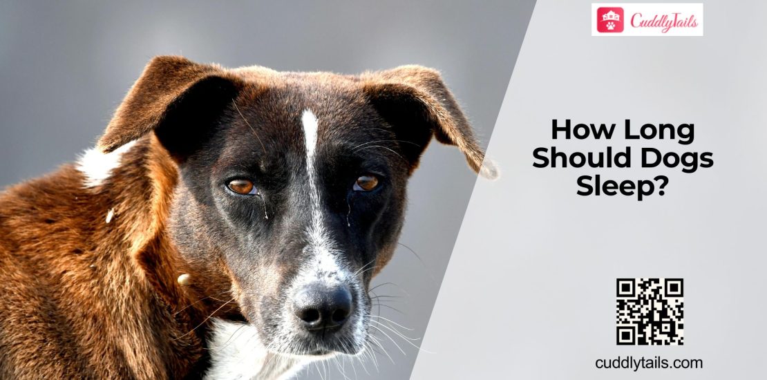 How Much Sleep Does a Dog Need?