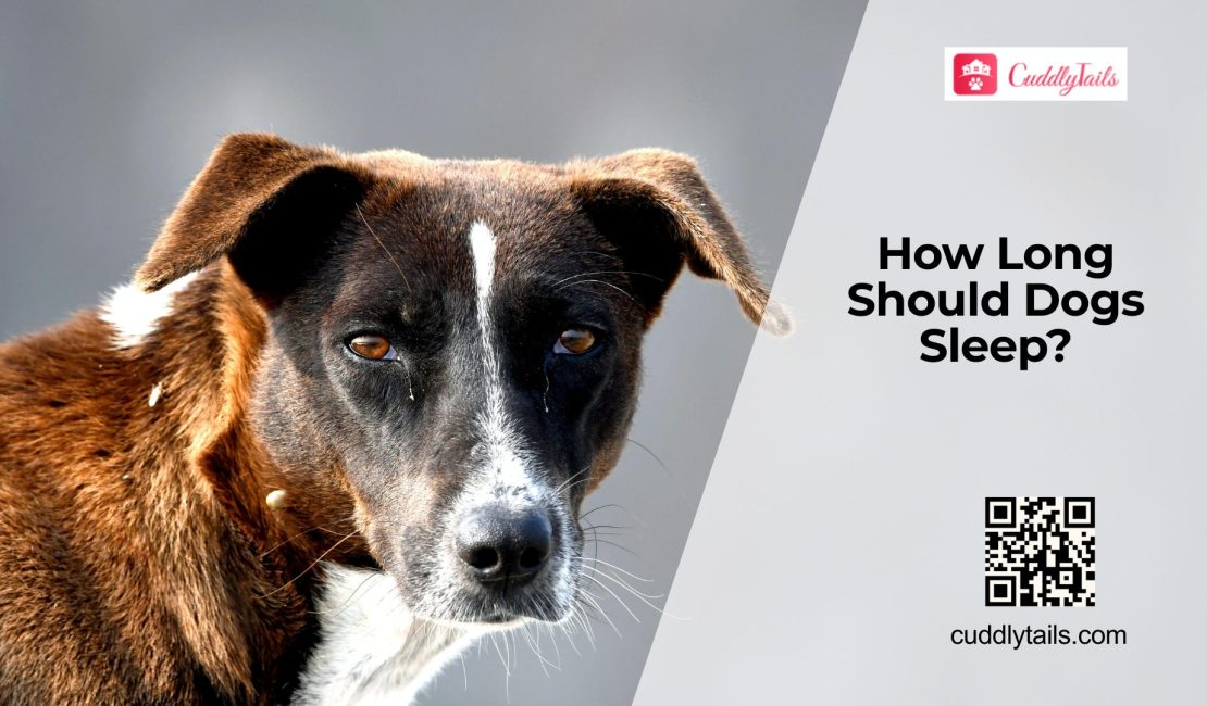 How Much Sleep Does a Dog Need?