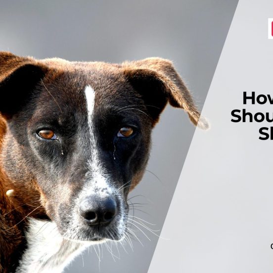 How Much Sleep Does a Dog Need?