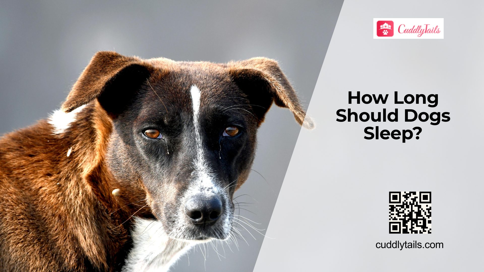 How Much Sleep Does a Dog Need?