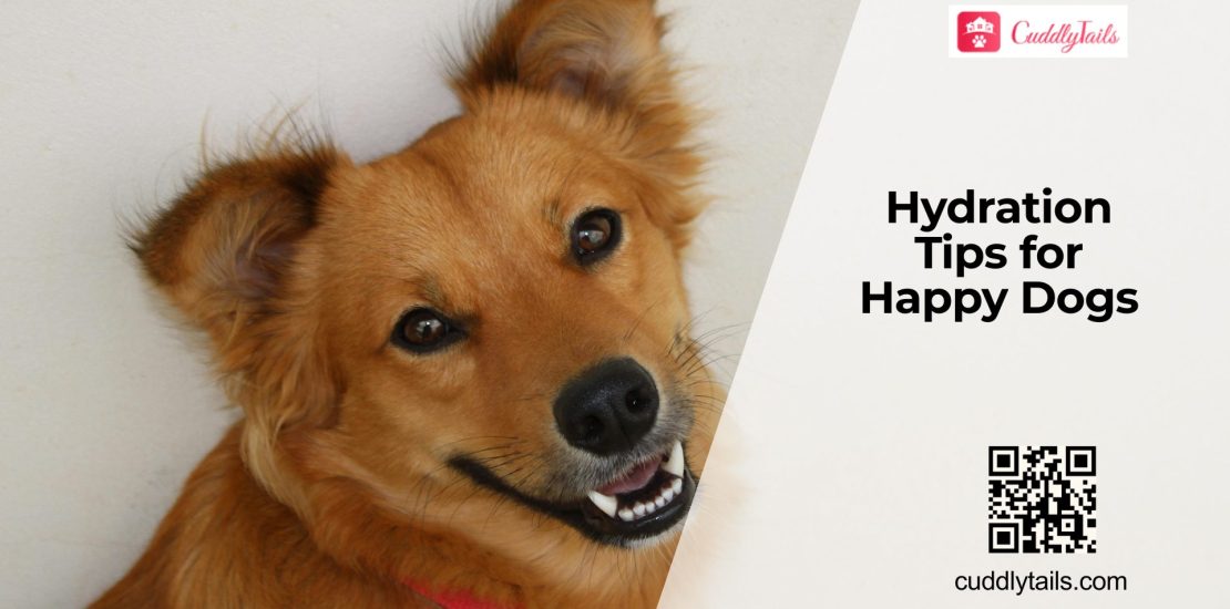 How to Keep Dogs Hydrated in Summer