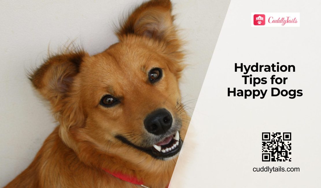 How to Keep Dogs Hydrated in Summer