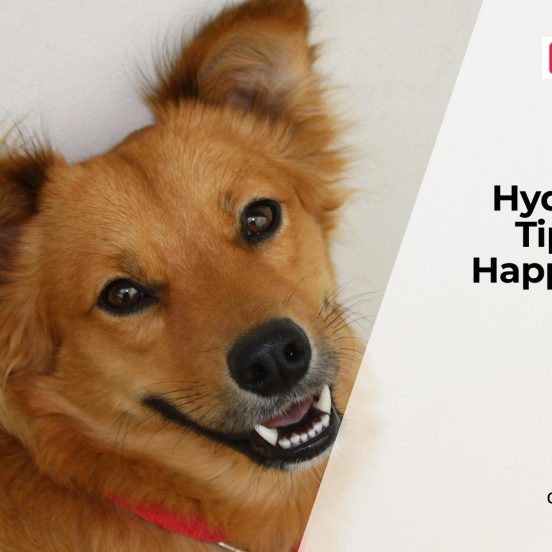 How to Keep Dogs Hydrated in Summer