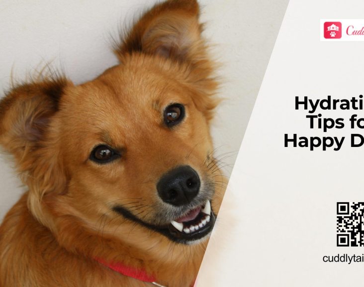 How to Keep Dogs Hydrated in Summer