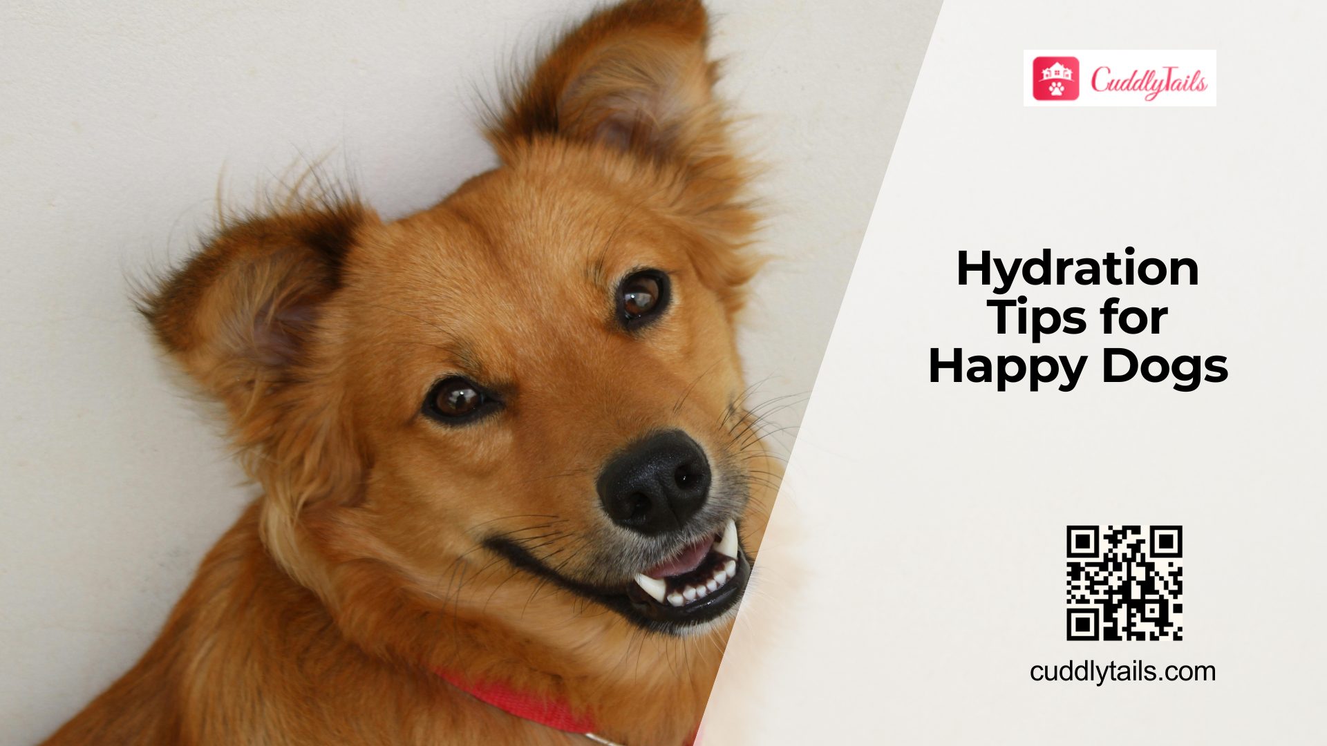How to Keep Dogs Hydrated in Summer