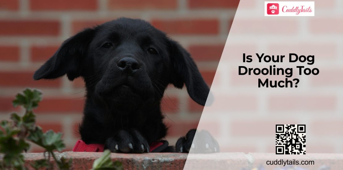 Why Is My Dog Drooling So Much?