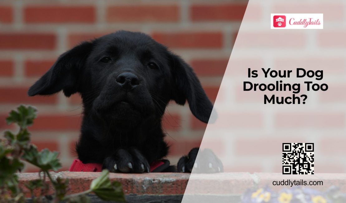 Why Is My Dog Drooling So Much?