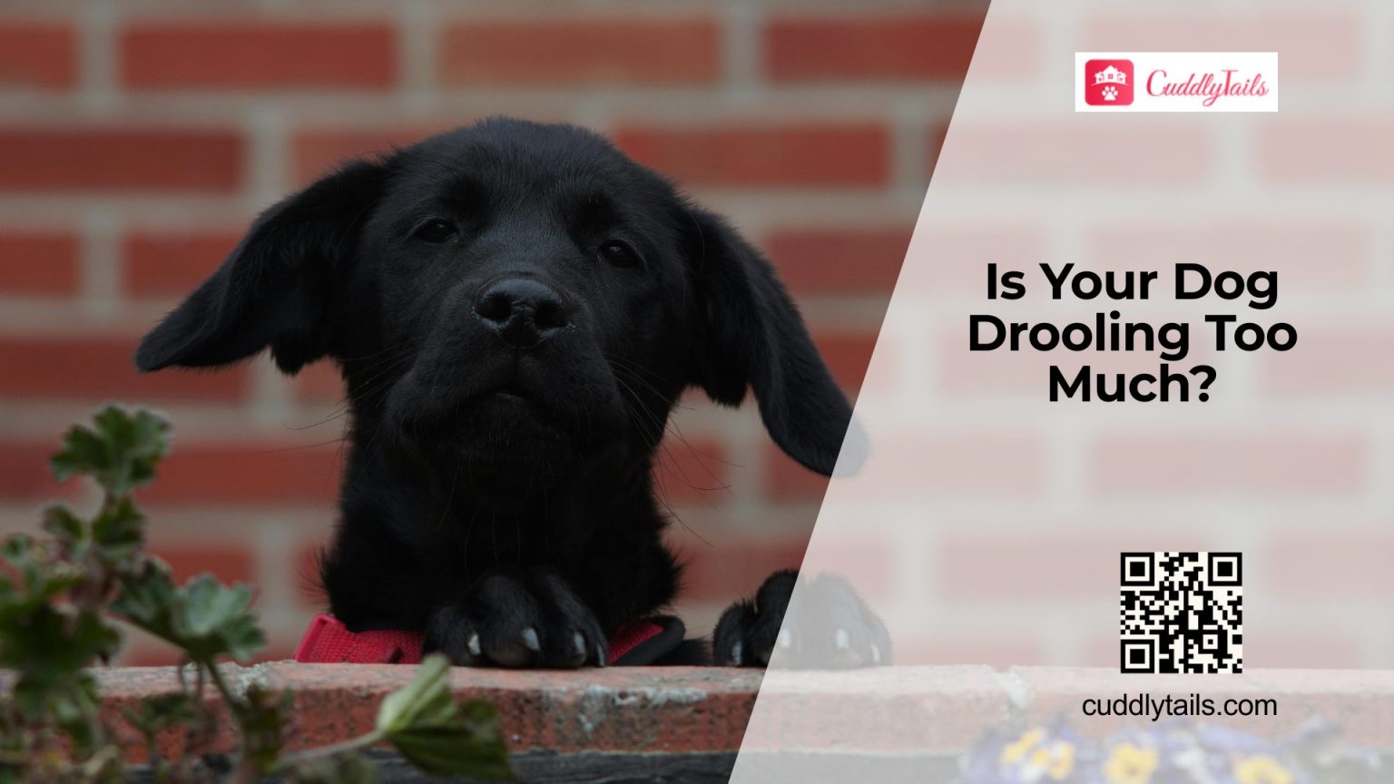 Why Is My Dog Drooling So Much? - Cuddlytails
