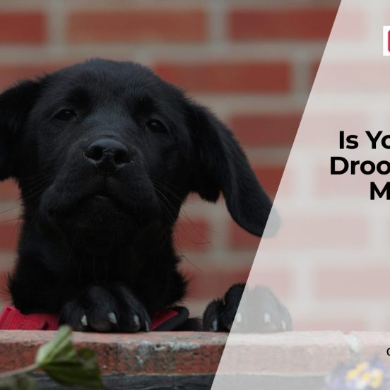 Why Is My Dog Drooling So Much?