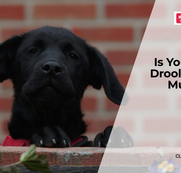 Why Is My Dog Drooling So Much?