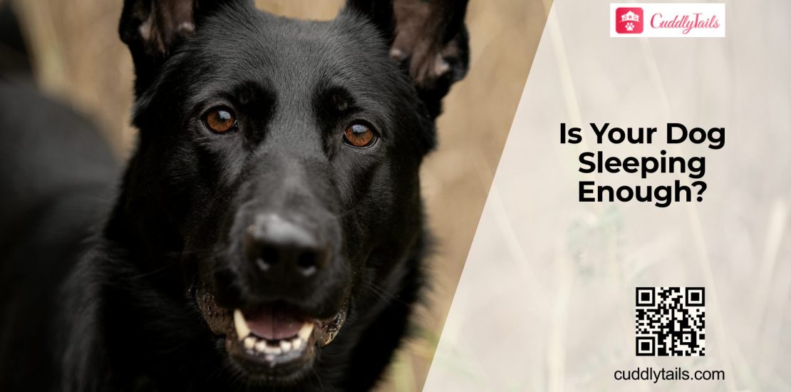 Sleep Problems in Dogs Explained