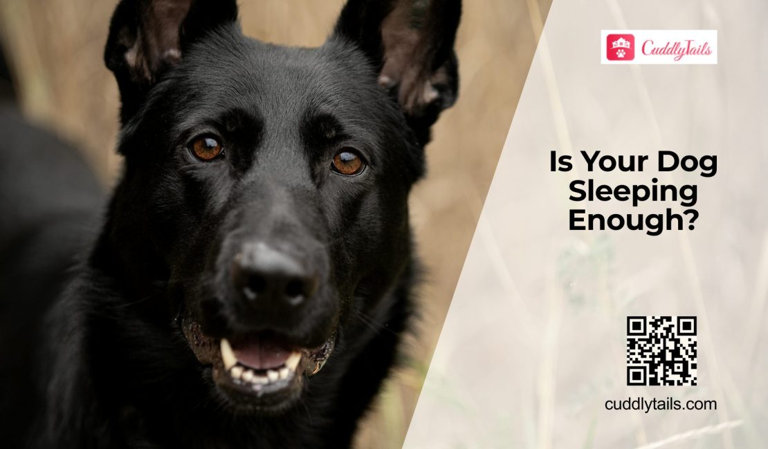 Sleep Problems in Dogs Explained