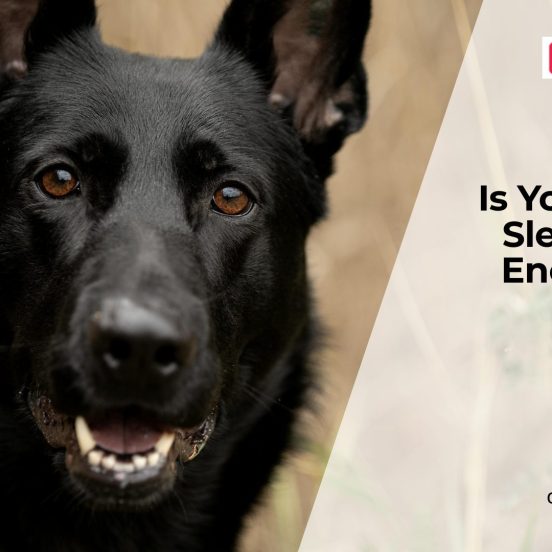 Sleep Problems in Dogs Explained