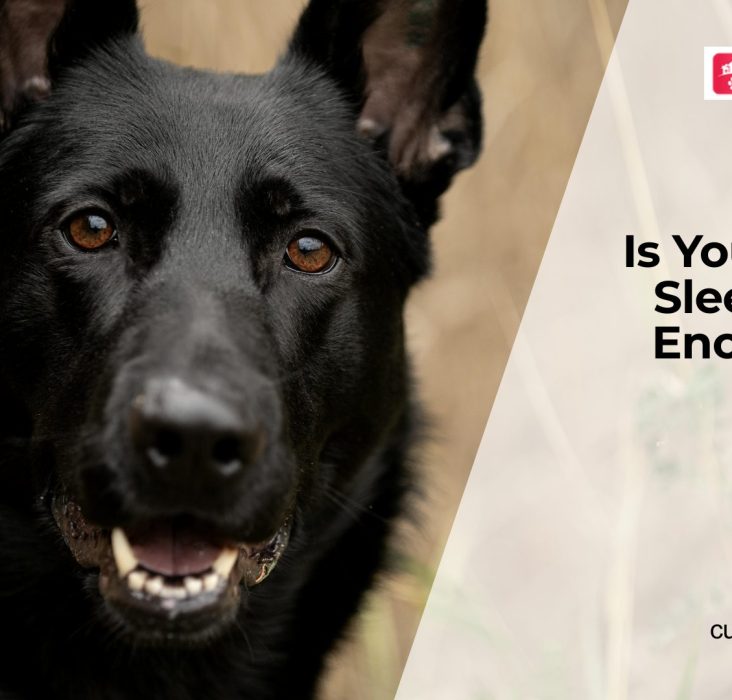 Sleep Problems in Dogs Explained