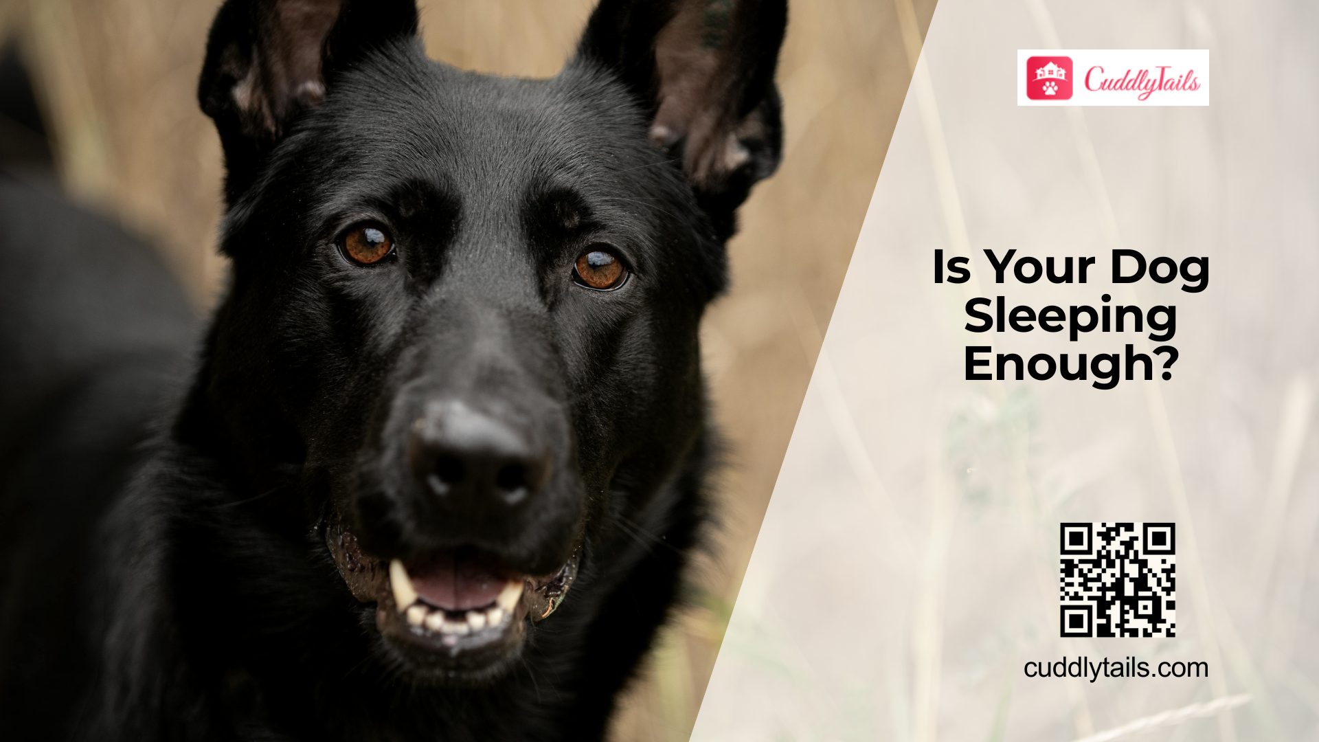 Sleep Problems in Dogs Explained