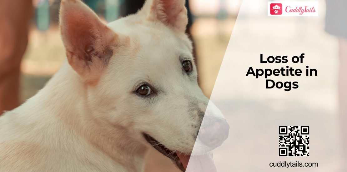 Why Is My Dog Not Eating Their Food Anymore