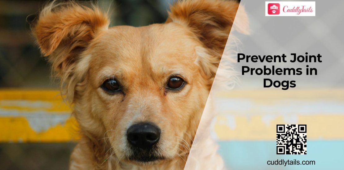 How to Protect Your Dog’s Joints