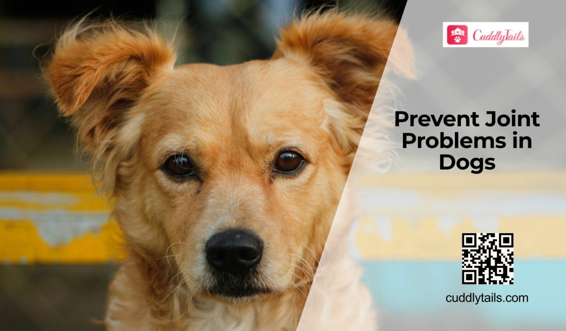 How to Protect Your Dog’s Joints