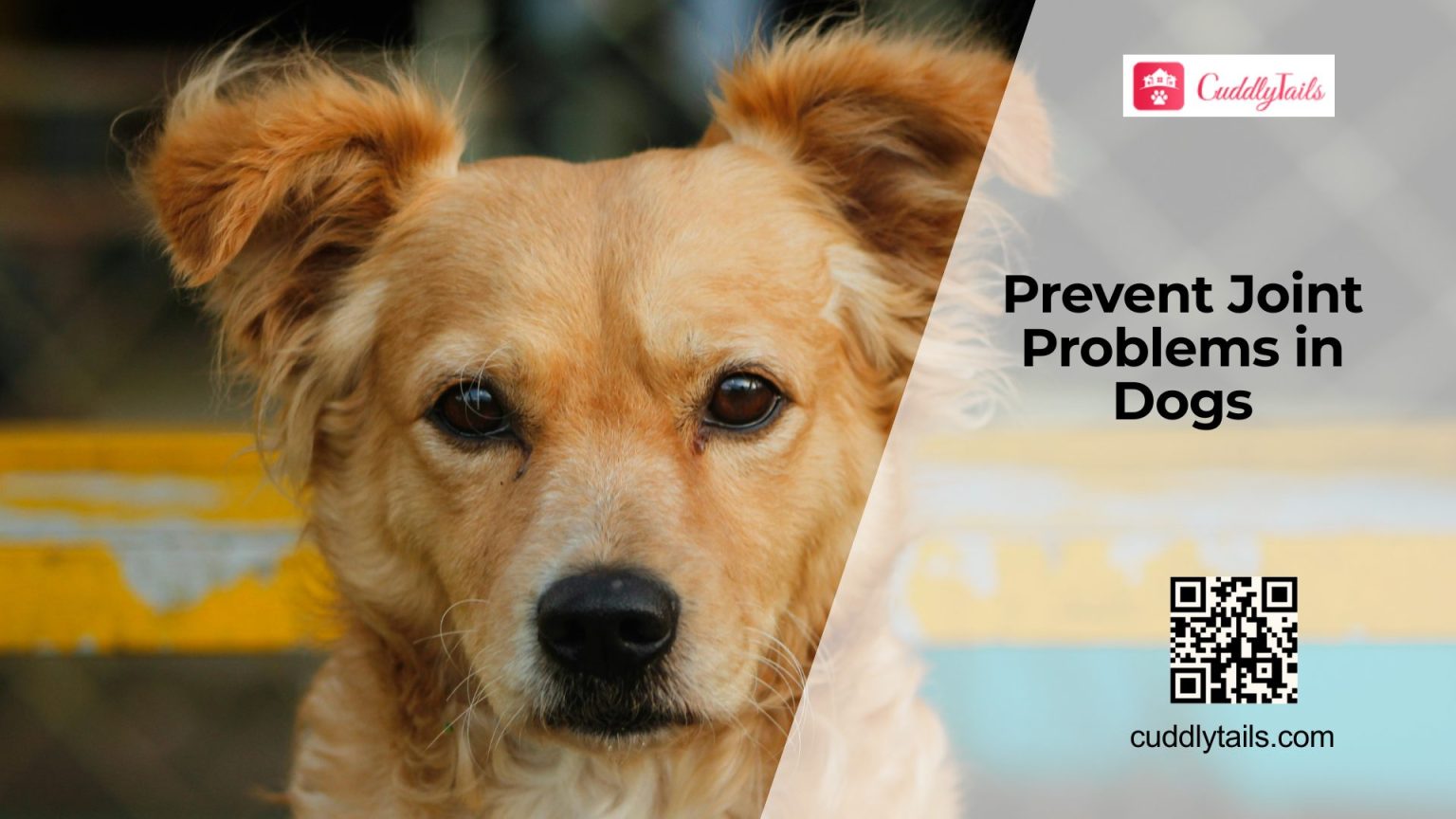 How to Protect Your Dog’s Joints - Cuddlytails