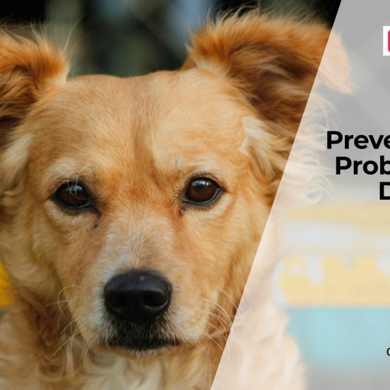 How to Protect Your Dog’s Joints