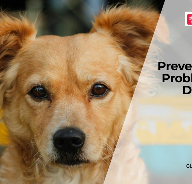 How to Protect Your Dog’s Joints