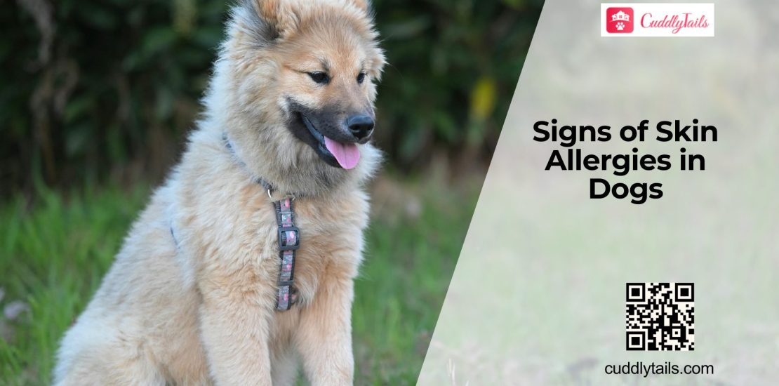 Dog Skin Allergies Symptoms and Relief