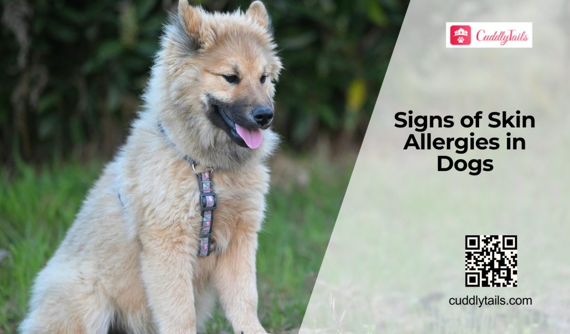 Dog Skin Allergies Symptoms and Relief