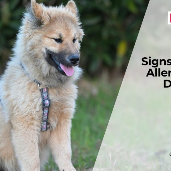 Dog Skin Allergies Symptoms and Relief