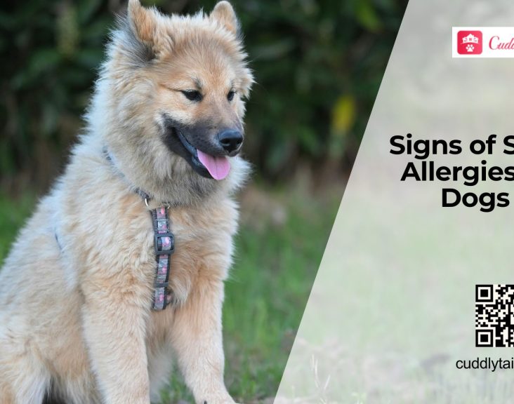 Dog Skin Allergies Symptoms and Relief