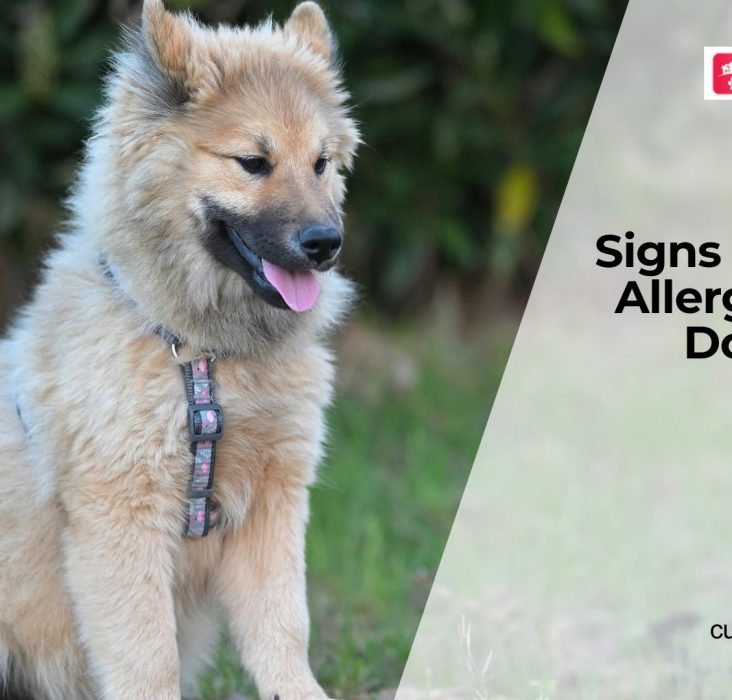 Dog Skin Allergies Symptoms and Relief