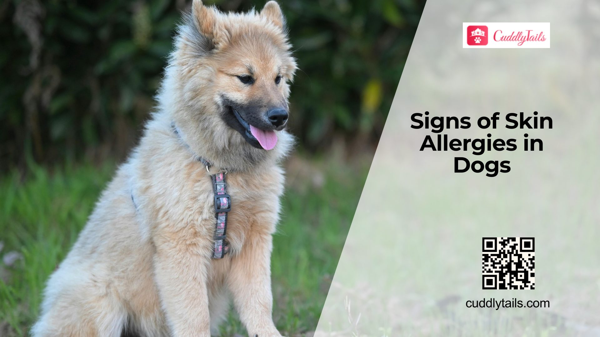 Dog Skin Allergies Symptoms and Relief