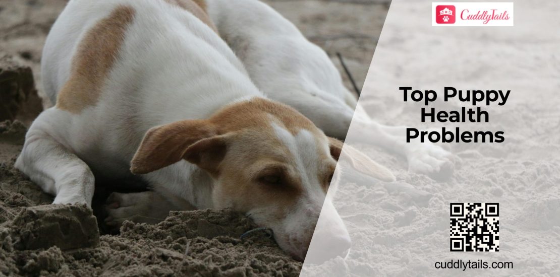 Common Health Problems in Puppies